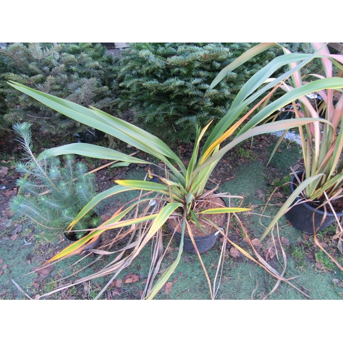 3138 - Green Phormium