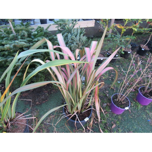 3139 - Rainbow Phormium