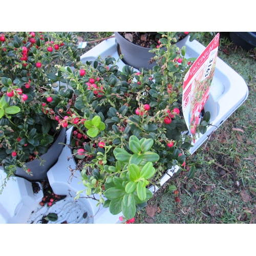 3163 - Vaccinium Red Carly