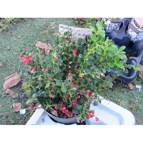 3164 - Vaccinium Red Carly