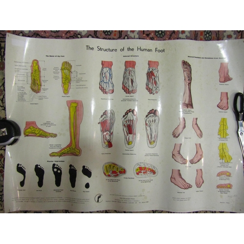 4436 - Two vintage anatomical posters and a pair of articulated anatomical model feet