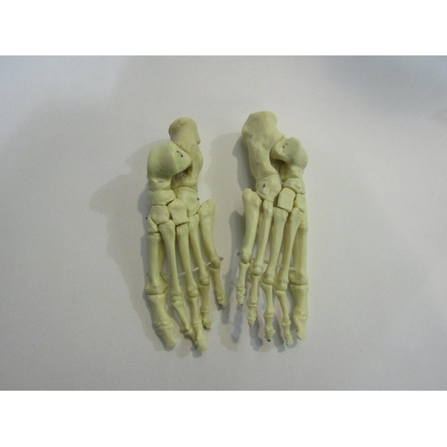 4436 - Two vintage anatomical posters and a pair of articulated anatomical model feet