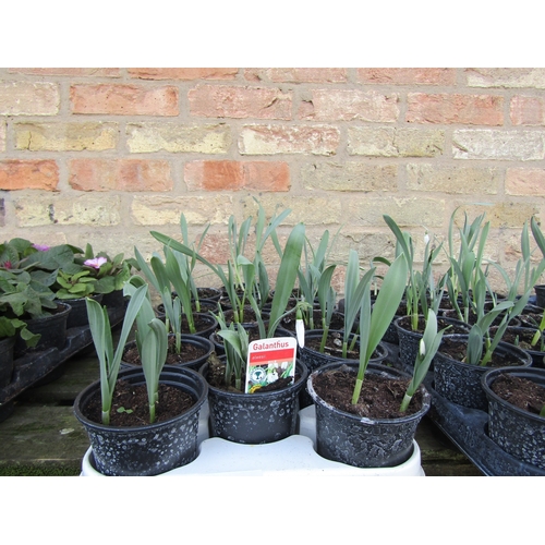 3070 - 15 Snowdrops