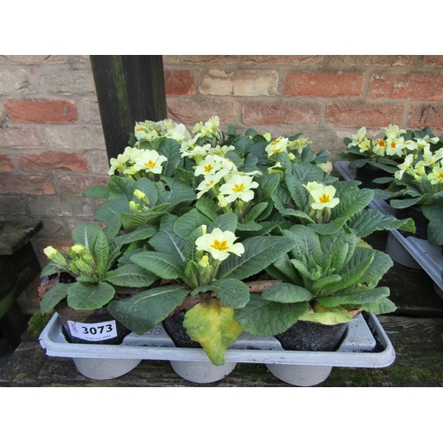 3073 - 15 Primula Everlast