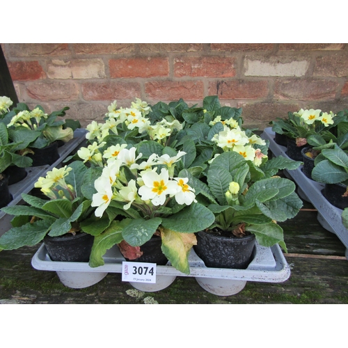 3074 - 15 Primula Everlast