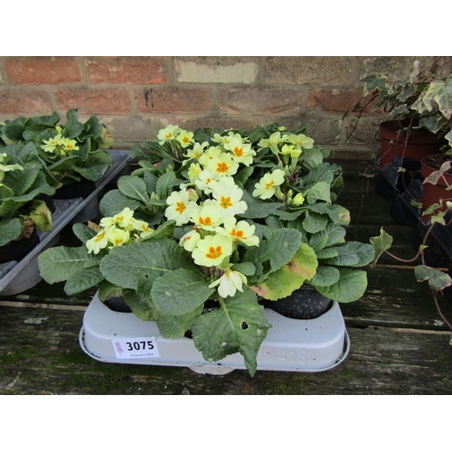 3075 - 15 Primula Everlast