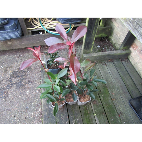 3086 - Three Photinia Red Robin