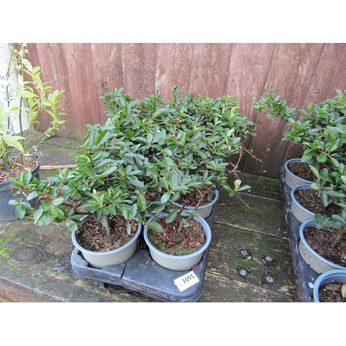 3095 - Eight Pyracantha