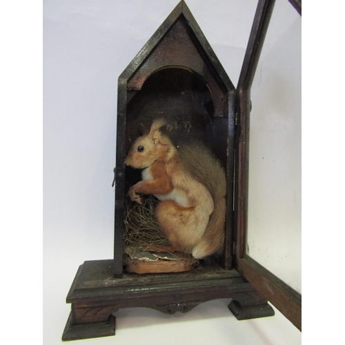 1204 - A cased taxidermy red squirrel, a/f, 43cm tall x 26cm wide total