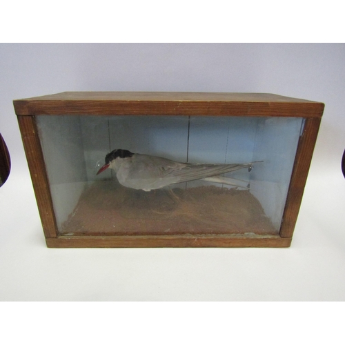 1213 - A cased taxidermy tern a/f, case 25cm tall x 43cm wide x 20cm deep