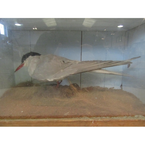 1213 - A cased taxidermy tern a/f, case 25cm tall x 43cm wide x 20cm deep