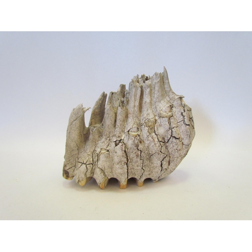 1355 - A fossilised wooly mammoth tooth provenance - Dug up on a building site in Essex in the 1980's, 20cm... 