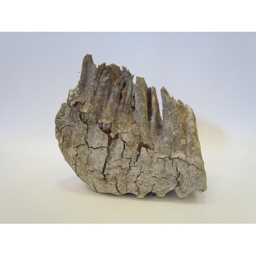 1355 - A fossilised wooly mammoth tooth provenance - Dug up on a building site in Essex in the 1980's, 20cm... 