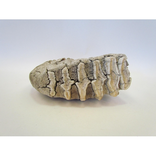 1355 - A fossilised wooly mammoth tooth provenance - Dug up on a building site in Essex in the 1980's, 20cm... 