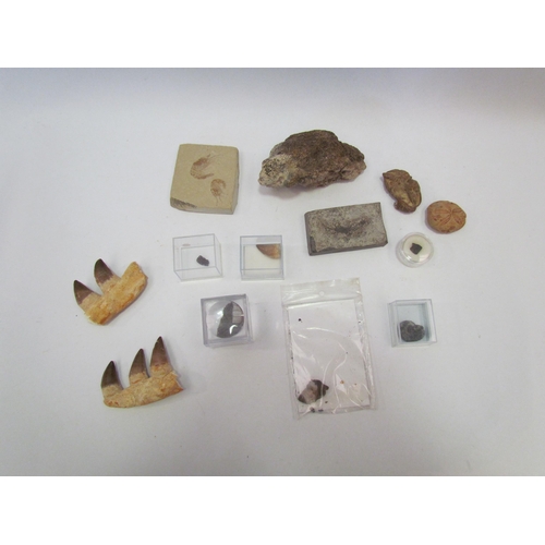 1371 - A collection of assorted fossils including dinosaur eggshell fragment, ammonite, teeth, Zanthopsis c... 