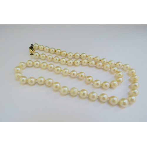 9324 - A single strand of pearls with 9ct gold clasp, 48cm long  (R)  £100