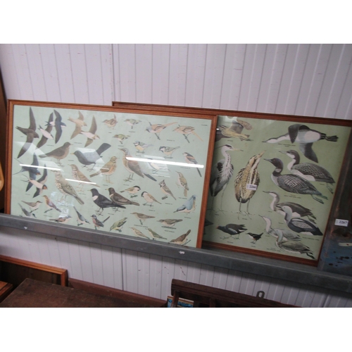 2266 - A pair of framed and glazed mid Century displays of birds