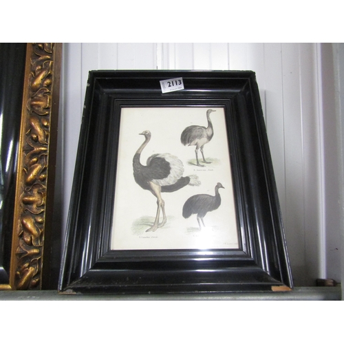 2113 - A Victorian hand coloured print of Ostriches by J.W.Lowery