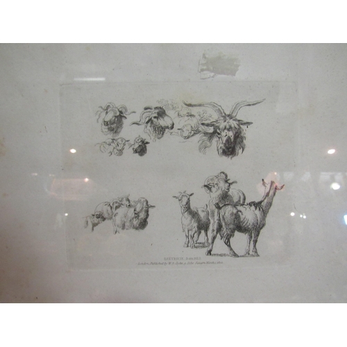 4276 - After Dietrich an engraving depicting sheep published by W. B. Cooke 1822, two limited edition print... 