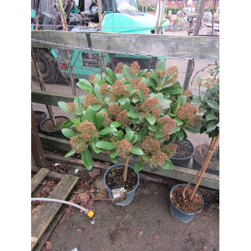 3028 - A standard Skimmia 