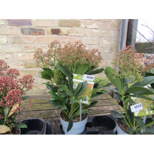 3030 - A Skimmia 