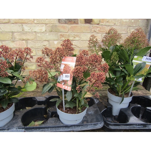 3031 - A Skimmia 