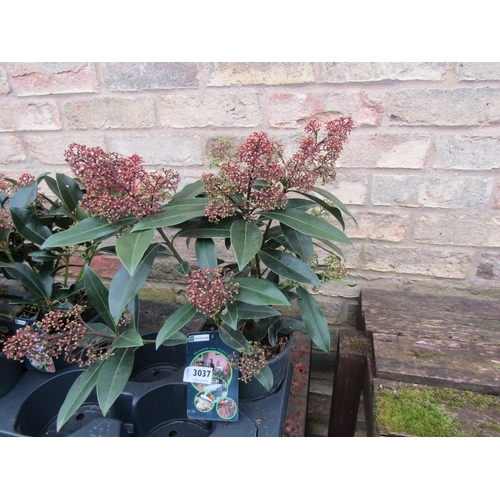 3037 - A Skimmia 