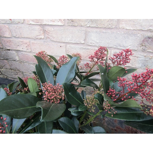 3038 - A Skimmia 