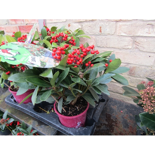 3043 - A Skimmia 