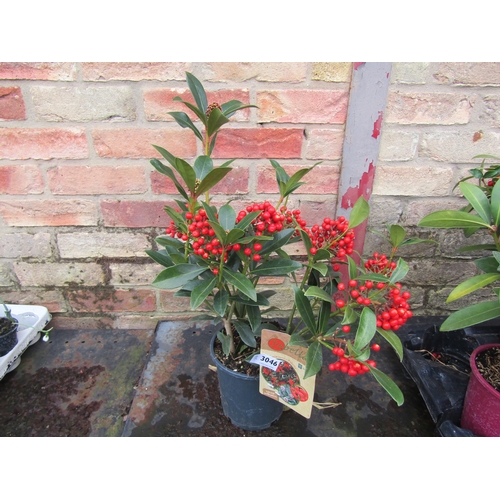 3046 - A Skimmia 