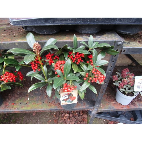 3047 - A Skimmia 