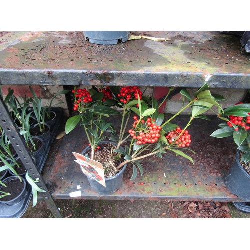 3048 - A Skimmia 