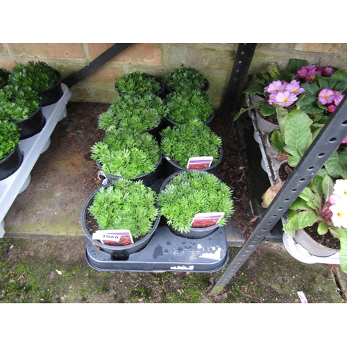 3060 - 8 Saxifraga Red & Rose