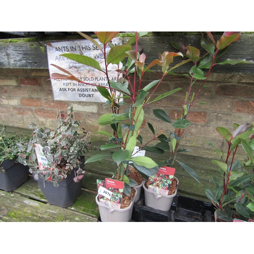 3076 - 3 Photinia 