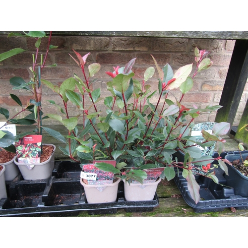 3077 - 3 Photinia 