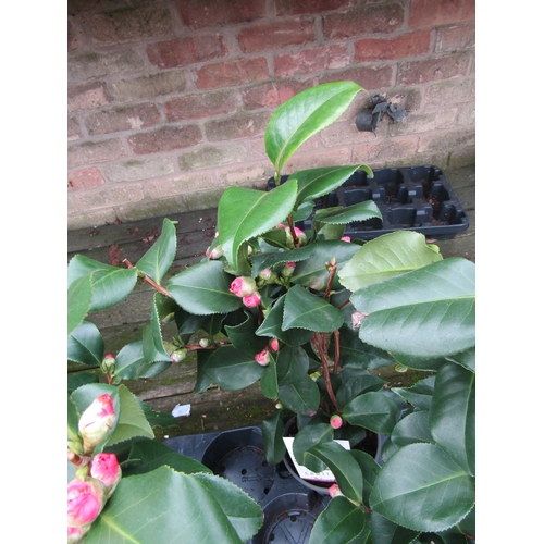 3085 - A Camellia 