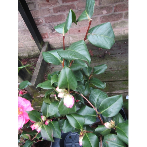 3088 - A Camellia 