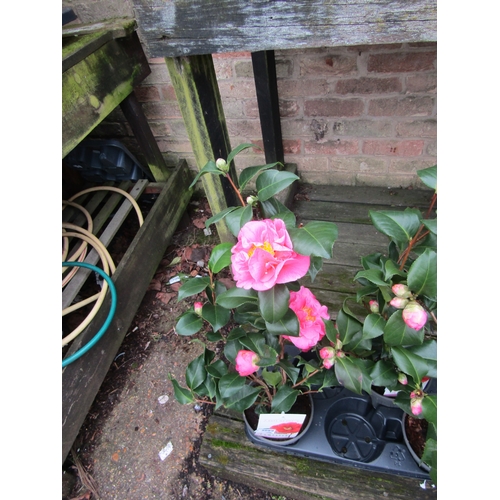 3089 - A Camellia 