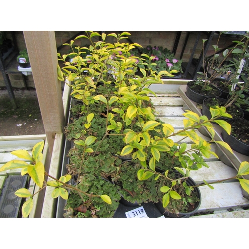 3119 - 18 variegated Privet