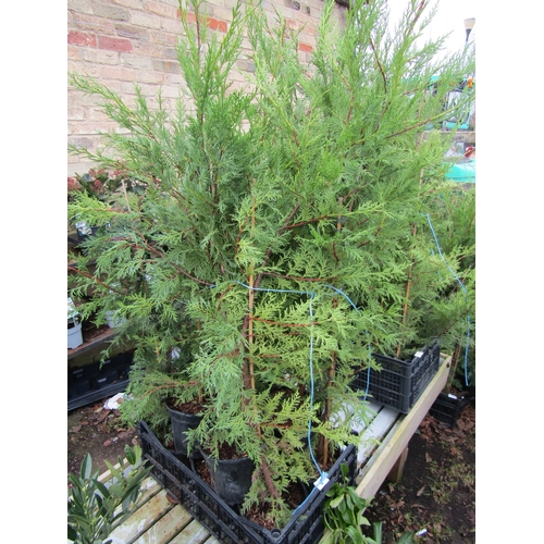 3123 - 10 green Leylandii