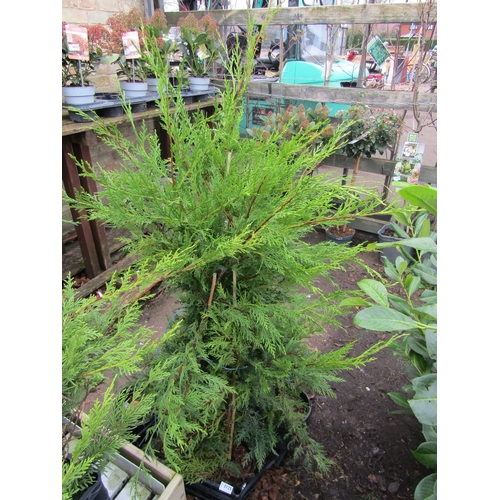 3125 - 10 green Leylandii