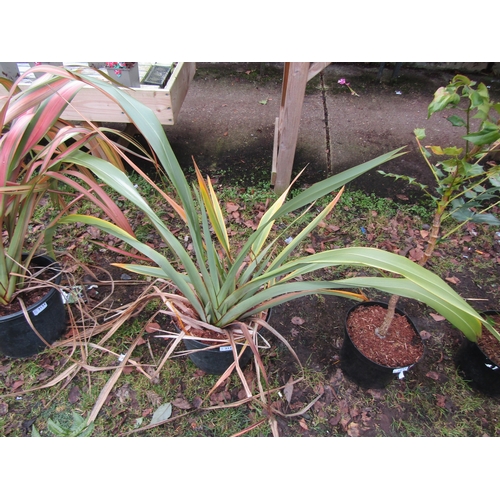 3133 - A green Phormium