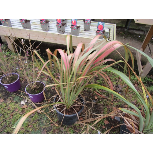 3134 - A Rainbow Phormium