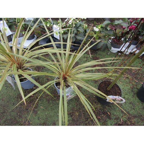 3187 - A Cordyline 