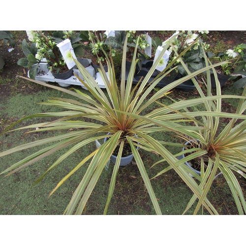 3188 - A Cordyline 