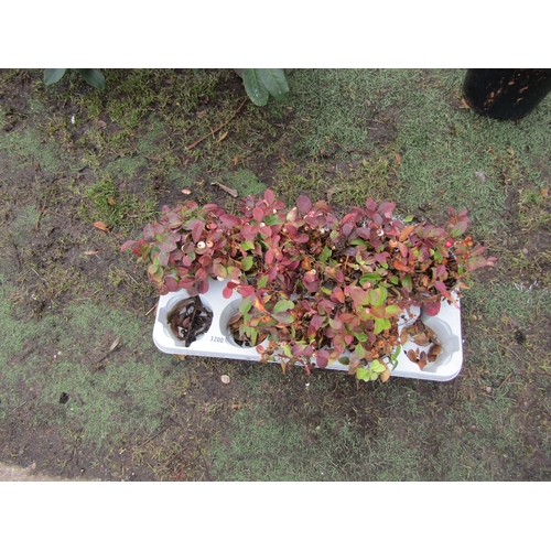 3200 - 7 Gaultheria