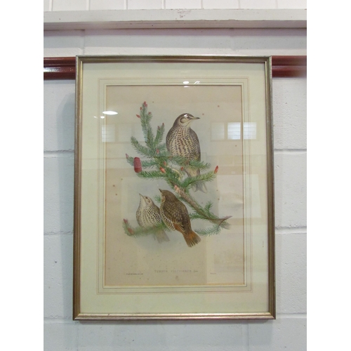 1034 - A J.Gould & H.C Richter print of mistle thrush, 