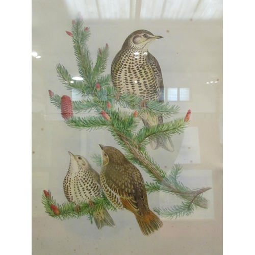 1034 - A J.Gould & H.C Richter print of mistle thrush, 