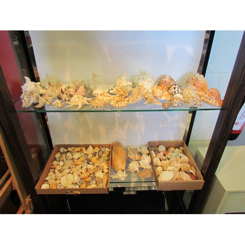 1424 - A large collection of sea shells