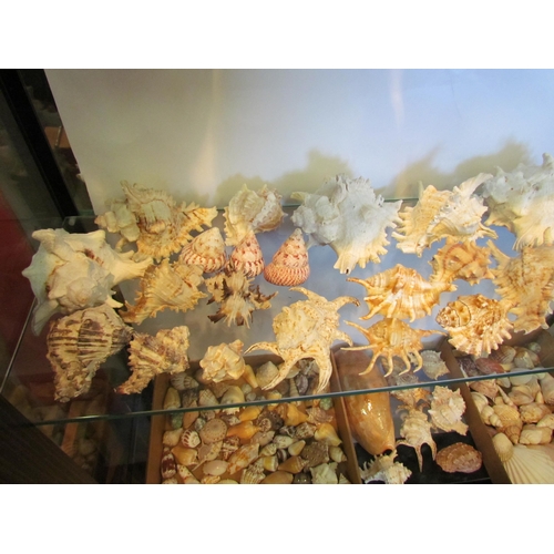 1424 - A large collection of sea shells